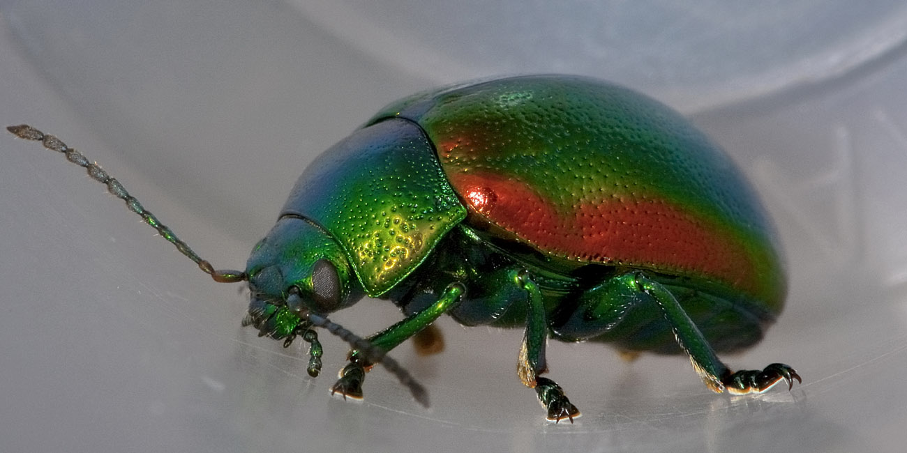 Chrysolina graminis, Chrysomelidae